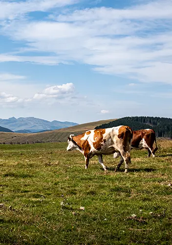 Article similaires - L'Auvergne