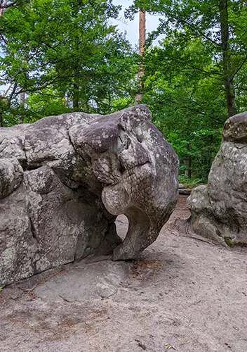 Article similaires - La forêt de Fontainebleau