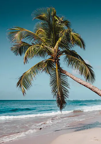 Article similaires - Découvrez la Martinique