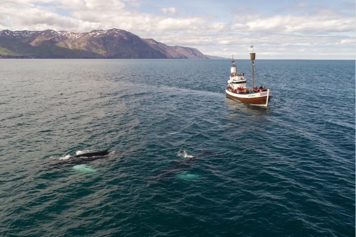 Observation de baleines à Husavik