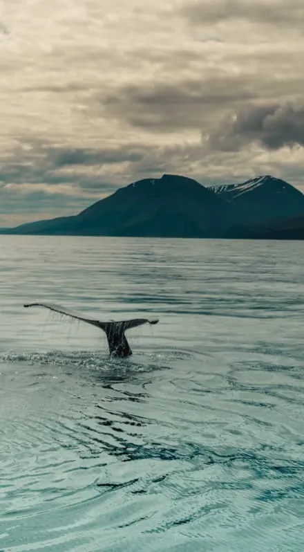 Une baleine sort de l'eau à proximité du bateau