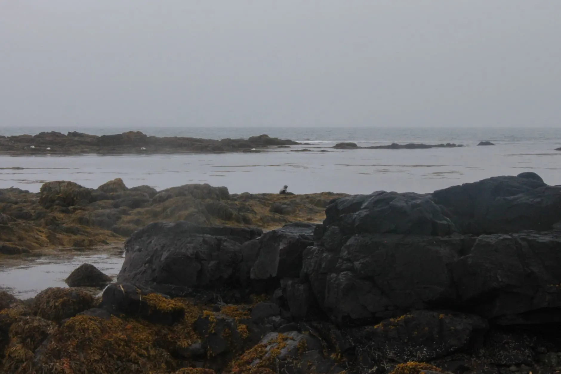 Phoque sur la plage d'Ytri Tunga