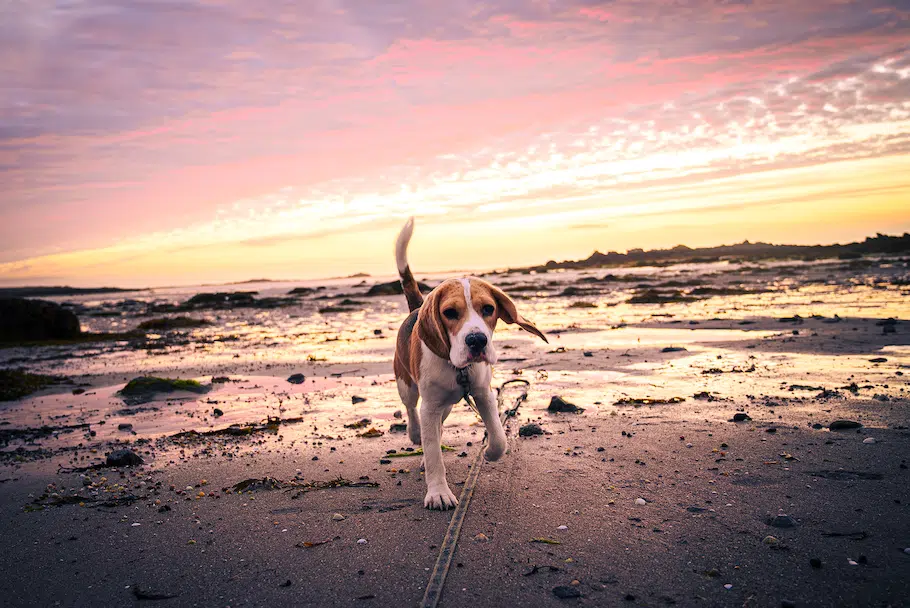 Beagle Glasgow sur le sable
