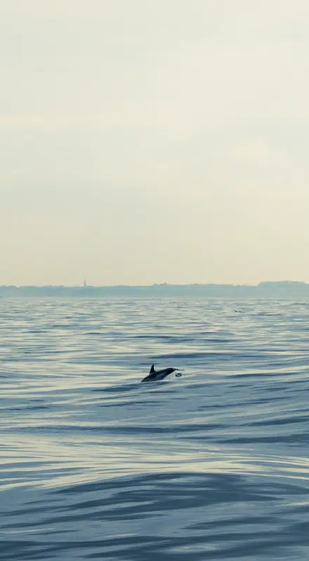 Dauphin sur la mer d'Iroise