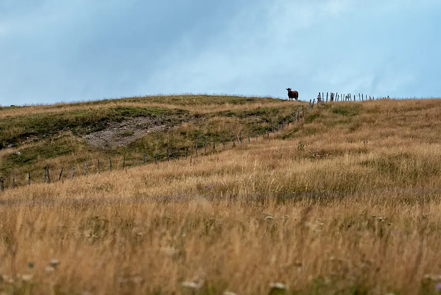 Une vache dans le Cézallier