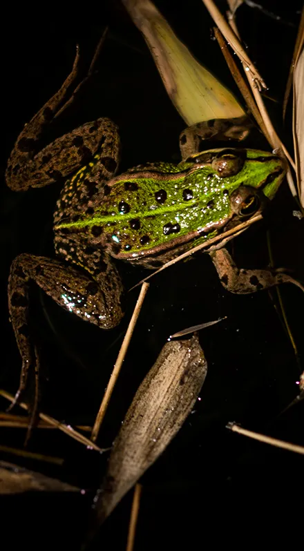 Gros plan sur une grenouille sur un nénuphare