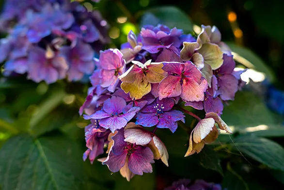 Fleurs du jardin de Vauville