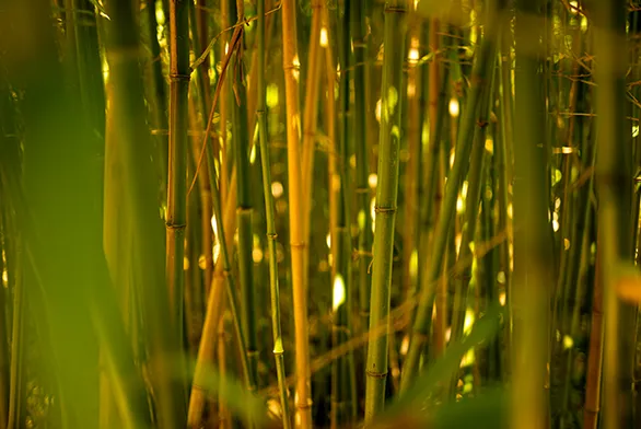 Bambou dans le jardin de Vauville
