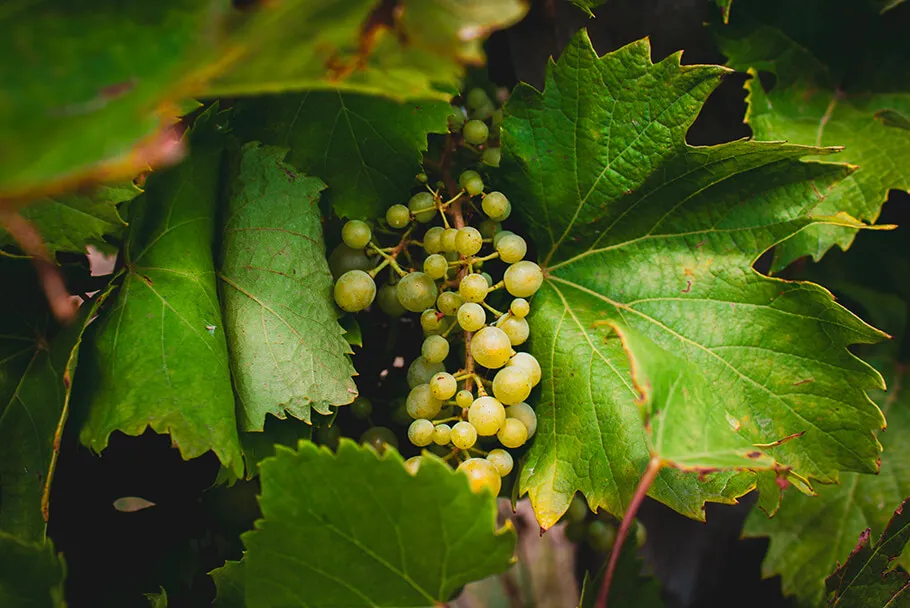 Grappe de raisin à Monbazillac