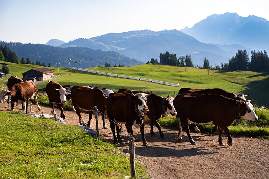 Troupeau de vache sortant de la ferme vers les paturages