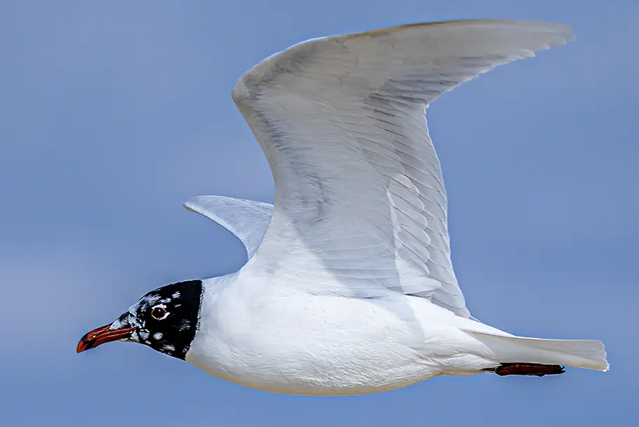 Une mouette en gros plan