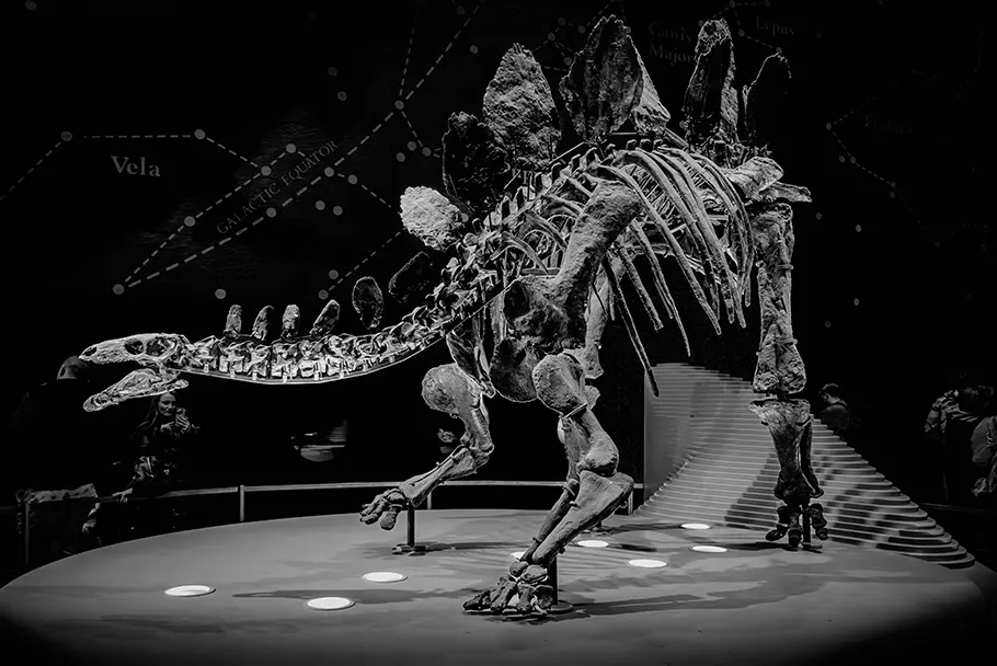 dinosaure au musée d'Histoire Naturelle