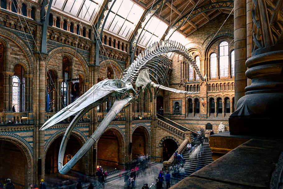 Squelette de Baleine au musée d'Histoire Naturelle