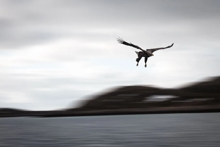 Observation des aigles dans les fjords