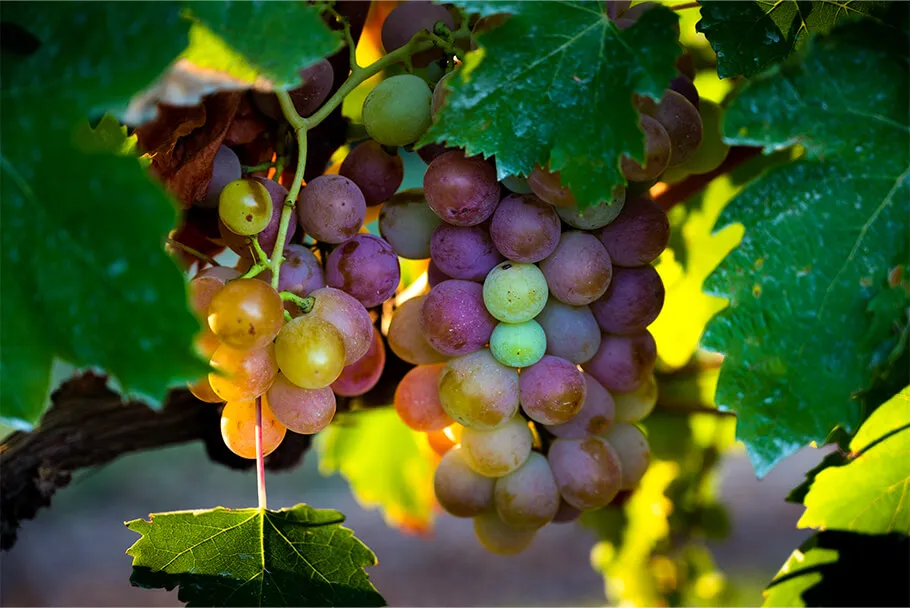 Grappe de raisins de les jardins du Mas