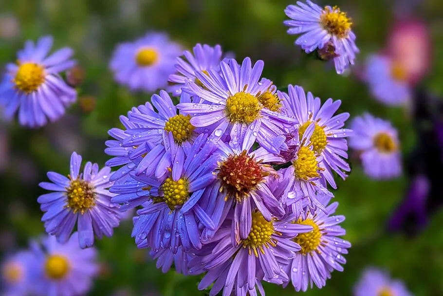 Fleurs du jardin de Claude Monet avec un beau bokeh