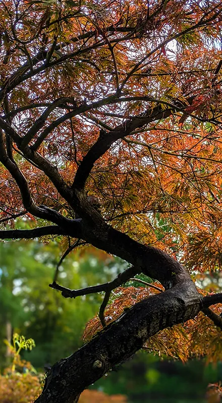 Arbre remarquable dans les jardins de Claude Monet